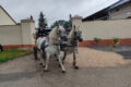 IV Nadnidziańska Parada Karet i Zaprzęgów Konnych           (Galeria foto).
